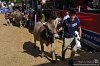 229 Fiera Zootecnica di Serina 2019